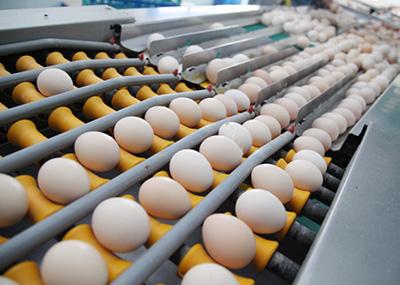 合肥2024欧洲杯押注E625在鸡蛋行业的应用